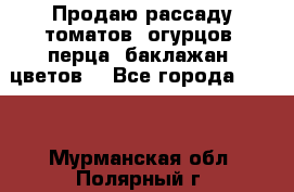 Продаю рассаду томатов, огурцов, перца, баклажан, цветов  - Все города  »    . Мурманская обл.,Полярный г.